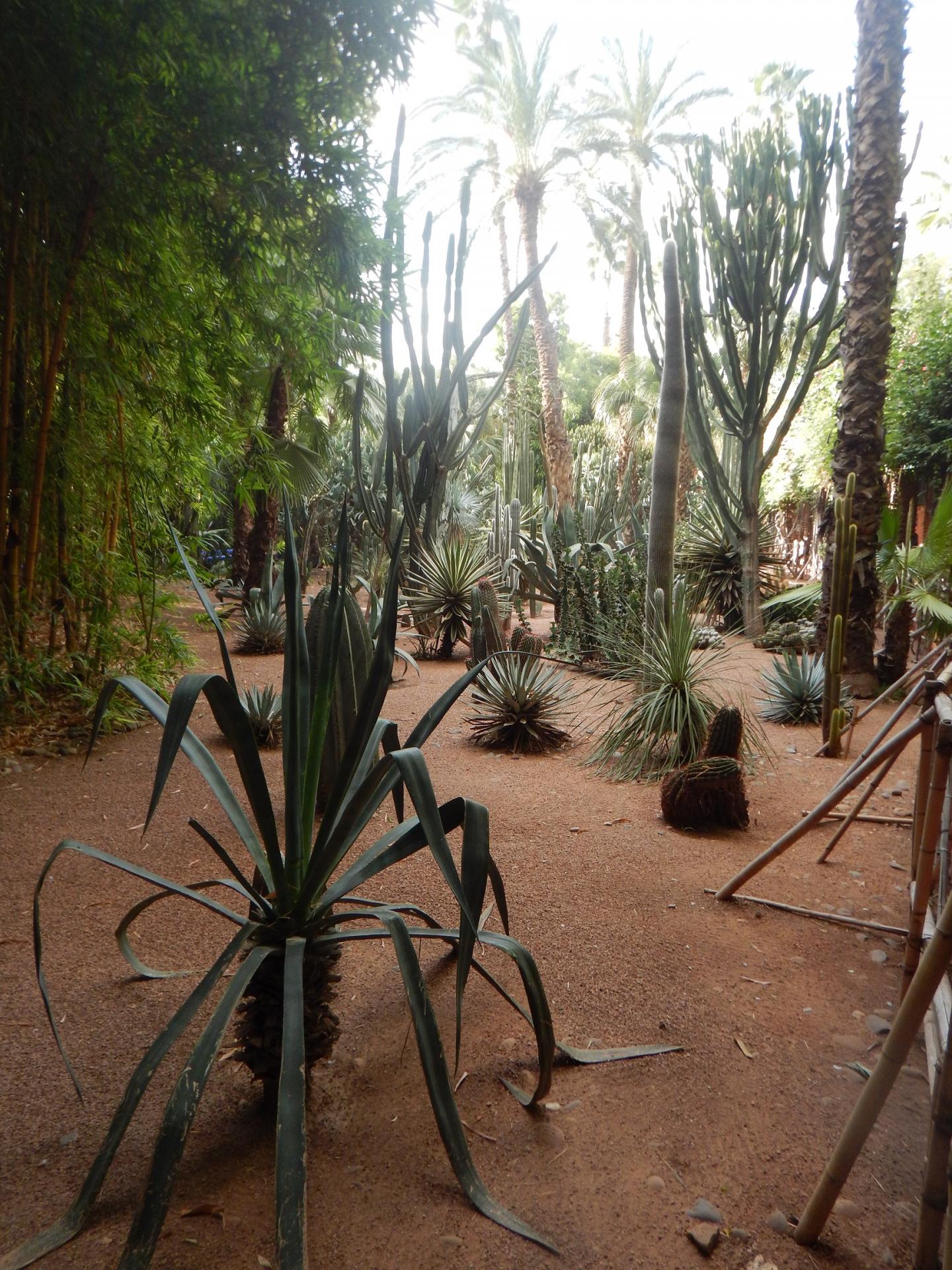 Jardin Majourelle 1