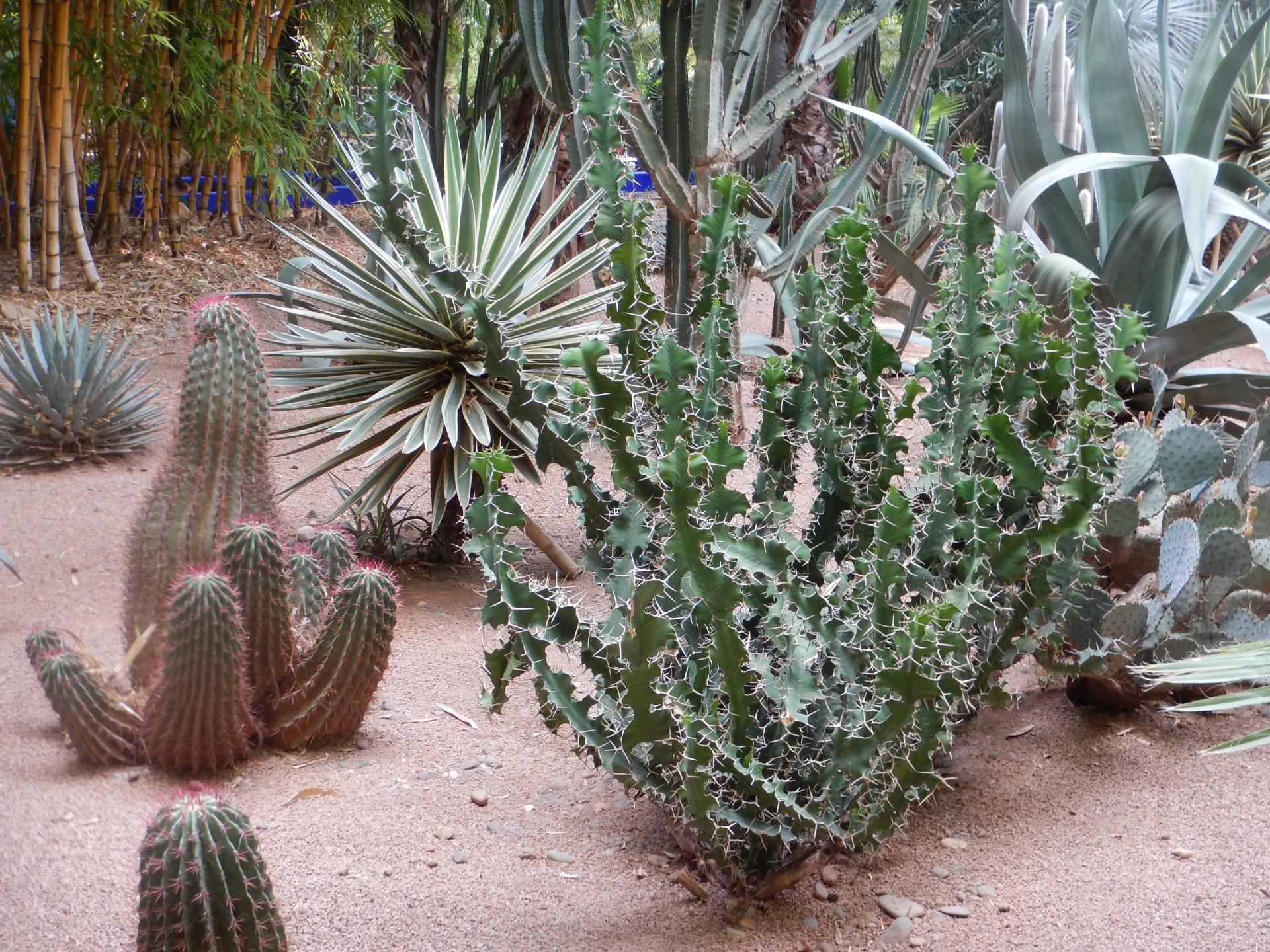 Jardin Majourelle 2