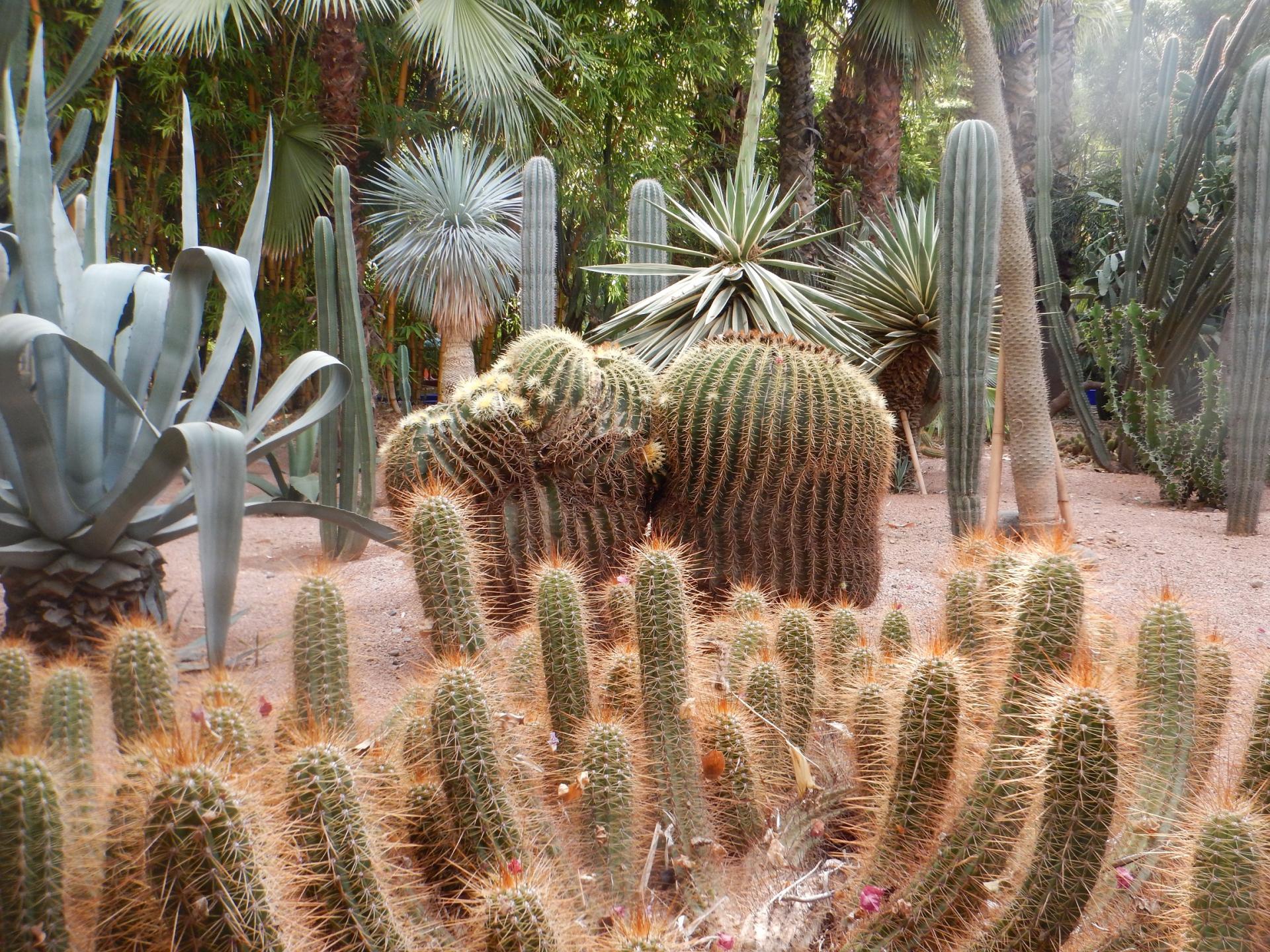 Jardin Majourelle 3