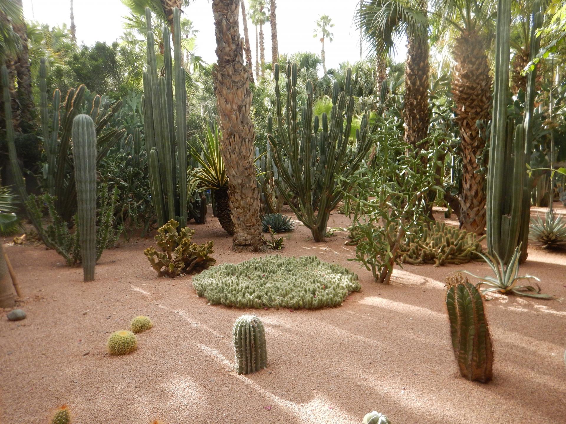 Jardin Majourelle 4