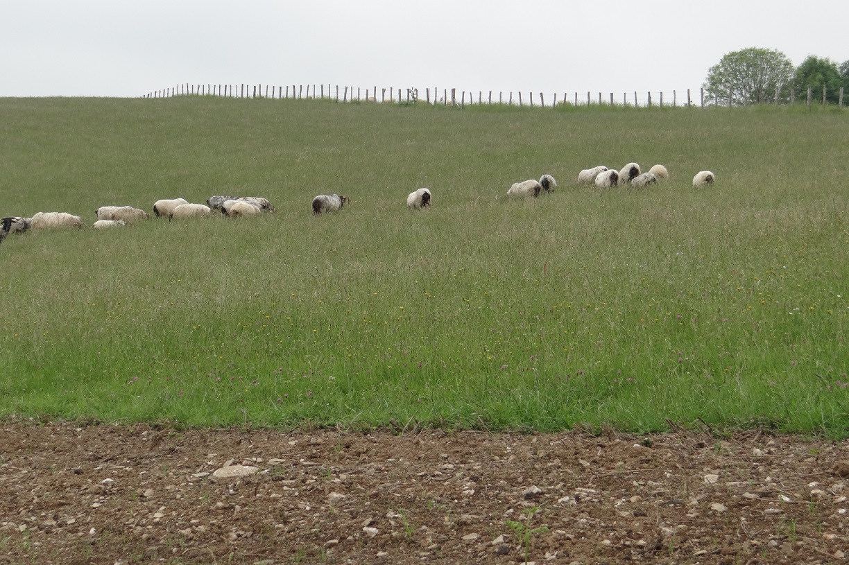 Moutons basques